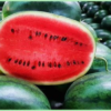 Water Melon